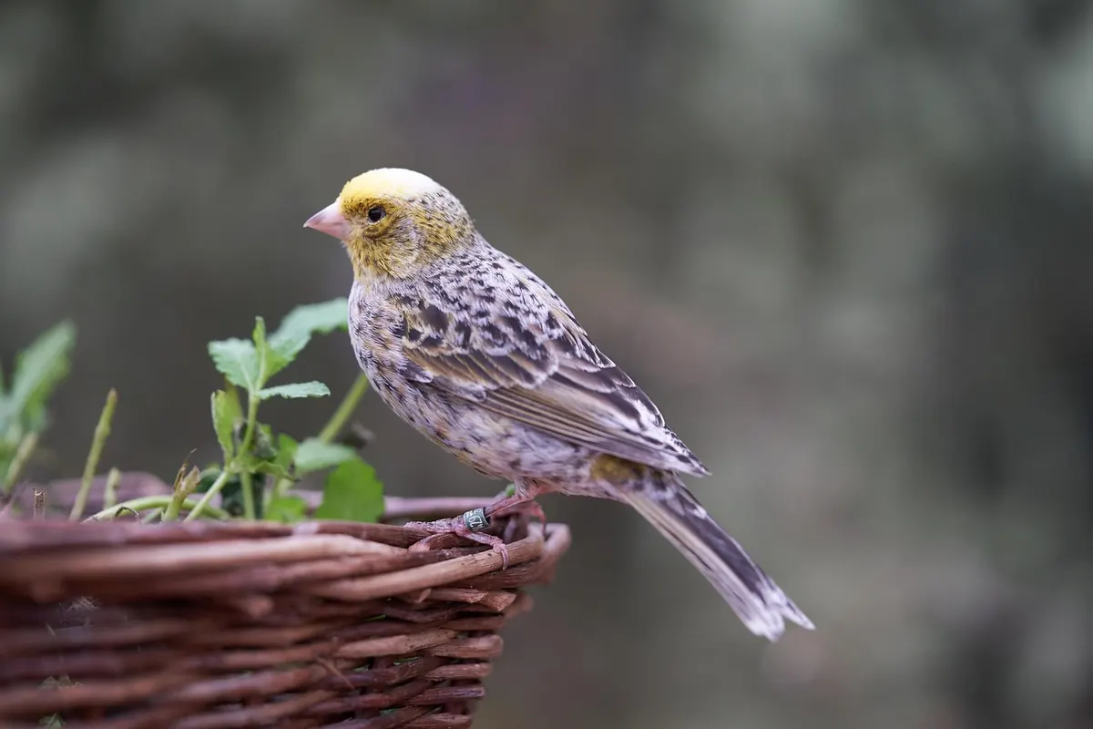 A Beginner's Checklist for Identifying UK Garden Birds by Sound