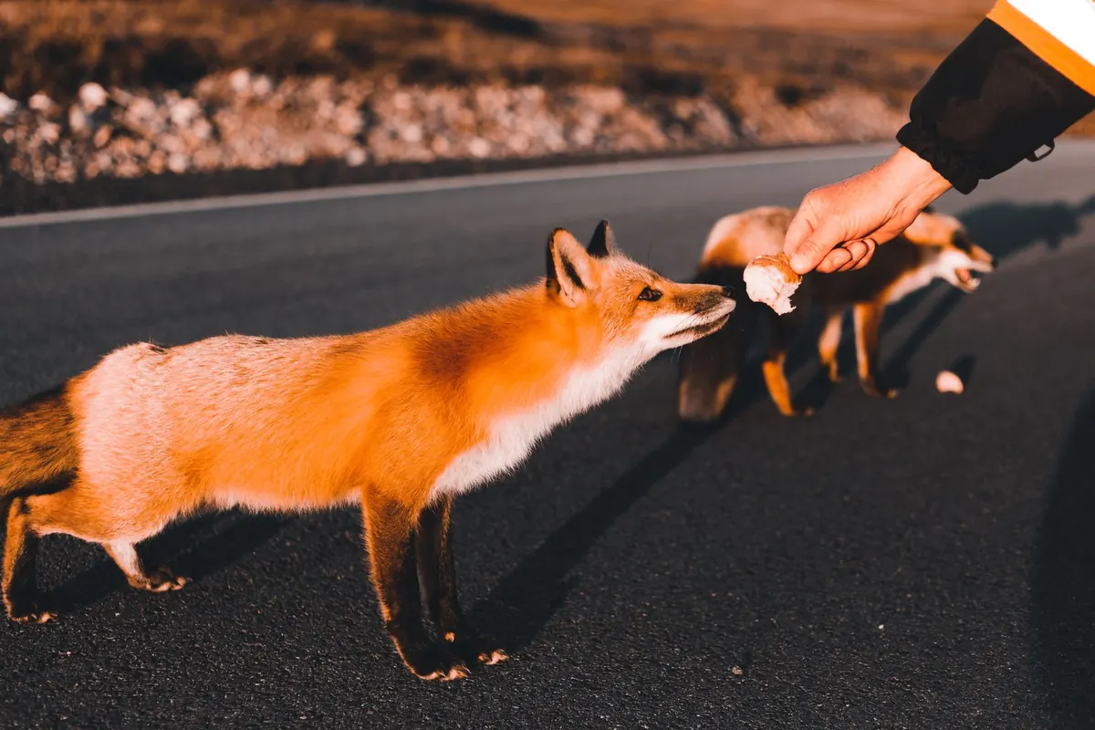 A Checklist of 10 British Wildlife Sounds You Can Hear at Night